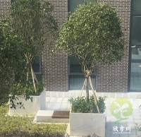 戶(hù)外物業(yè)小區(qū)不銹鋼樹(shù)池